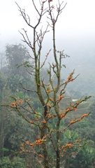 Mayodendron igneum