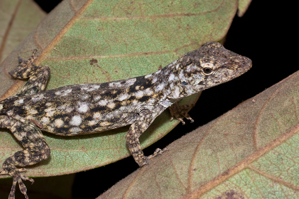 Lichen Anole