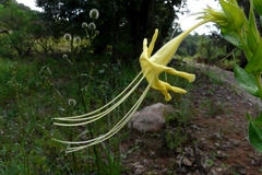Lithospermum exsertum