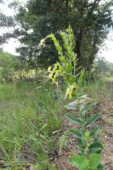 Lithospermum exsertum