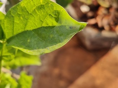 Bijoaraneus mitificus