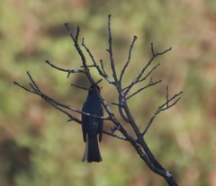 Hypsipetes ganeesa