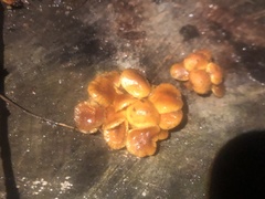 Flammulina velutipes