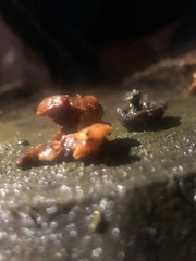 Flammulina velutipes