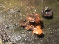 Flammulina velutipes