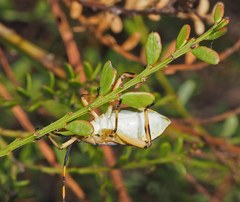 Amorbini