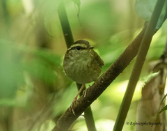 Urosphena squameiceps