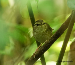 Urosphena squameiceps