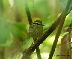 Urosphena squameiceps