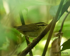 Urosphena squameiceps