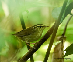 Urosphena squameiceps