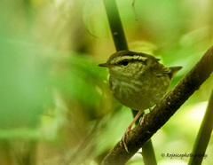 Urosphena squameiceps