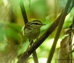 Urosphena squameiceps