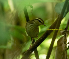 Urosphena squameiceps