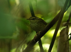 Urosphena squameiceps