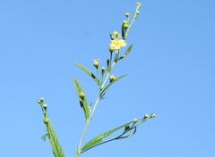 Sidastrum lodiegense