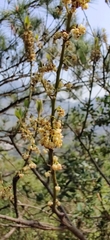 Litsea cubeba
