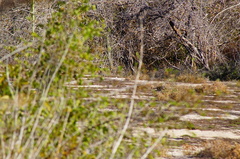 Ortalis poliocephala