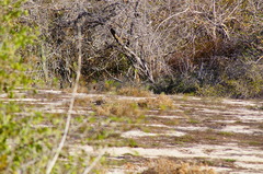 Ortalis poliocephala