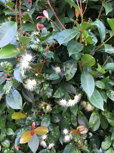Syzygium paniculatum