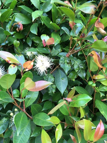 Syzygium paniculatum