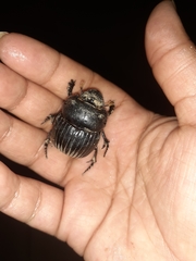 Dichotomius carolinus