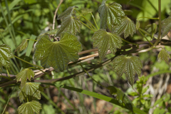 Dioscorea nipponica