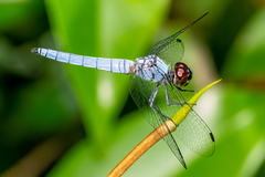 Brachydiplax duivenbodei