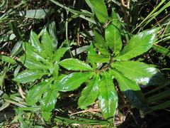 Arisaema ilanense