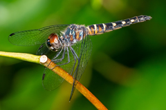 Brachydiplax duivenbodei