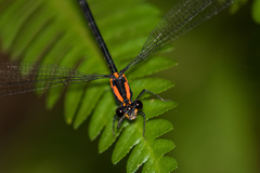 Austroargiolestes chrysoides