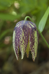 Fritillaria maximowiczii