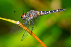 Brachydiplax duivenbodei