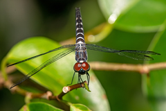 Brachydiplax duivenbodei