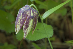Fritillaria maximowiczii