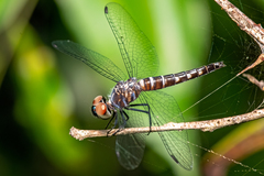 Brachydiplax duivenbodei