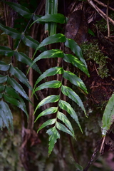 Asplenium nitens