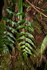 Asplenium nitens