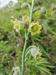 Prochnyanthes mexicana