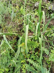 Prochnyanthes mexicana