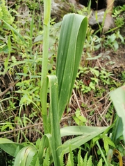 Prochnyanthes mexicana