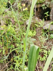 Prochnyanthes mexicana