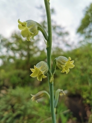 Prochnyanthes mexicana