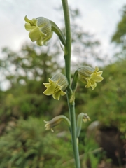 Prochnyanthes mexicana