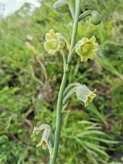 Prochnyanthes mexicana