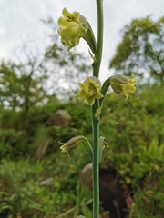Prochnyanthes mexicana