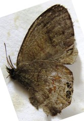 Cyllopsis pephredo