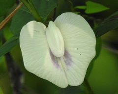 Centrosema sagittatum