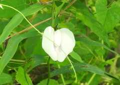 Centrosema sagittatum