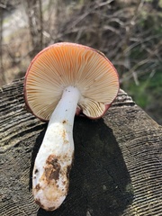 Russula murrillii